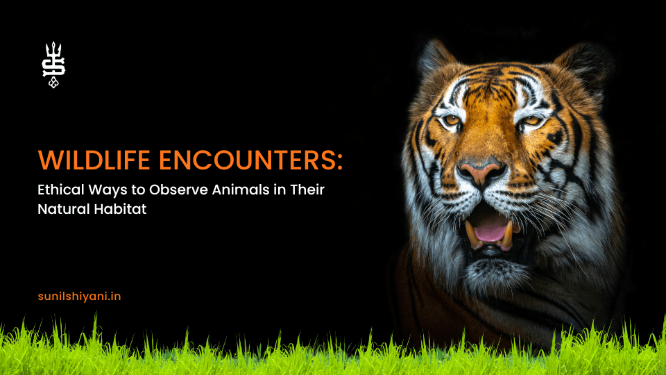 Wildlife Encounters: Ethical Ways to Observe Animals in Their Natural Habitat